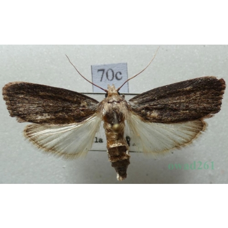 Galleria mellonella (Linnaeus, 1758) Barciak większy Czech70c